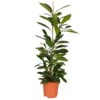 Ficus Cyathistipula, Topf-Ø 21 Cm, Höhe Ca. 110 Cm -Gartenbedarf Geschäft 0220750346 Ficus cyathistipula 21cm Topf Hoehe 110cm 2