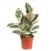 Gummibaum 'Tineke', Topf-Ø 19 Cm, Höhe Ca. 55 Cm -Gartenbedarf Geschäft 0220750529 Ficus elastica Tineke 19 cm Topf Hoehe 55 cm