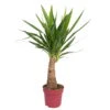 Palmlilie 'Maya Tree', Topf-Ø 21 Cm, Höhe Ca. 90 Cm 1 Palmlilie 'Maya Tree', Topf-Ø 21 Cm, Höhe Ca. 90 Cm -Gartenbedarf Geschäft 0220850012 Yucca eleph Maya Tree 21cm Topf Hoehe 90cm