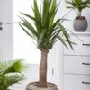 Palmlilie 'Maya Tree', Topf-Ø 24 Cm, Höhe Ca. 100 Cm -Gartenbedarf Geschäft 0220850193 Yucca eleph Maya Tree 45 Stamm 24cm 100cm1 1 117736