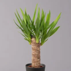 Palmlilie In Keramiktopf Dallas, Topf-Ø 11/12cm, Höhe Ca. 40-45cm, 2er-Set -Gartenbedarf Geschäft 0220850248 Yucca elephantipes Topf Dallas anthrazit 2