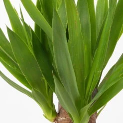 Palmlilie In Keramiktopf Dallas, Topf-Ø 11/12cm, Höhe Ca. 40-45cm, 2er-Set -Gartenbedarf Geschäft 0220850248 Yucca elephantipes Topf Dallas anthrazit 4