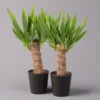 Palmlilie In Keramiktopf Dallas, Topf-Ø 11/12cm, Höhe Ca. 40-45cm, 2er-Set -Gartenbedarf Geschäft 0220850249 Yucca eleph Dallas anthrazit 2er Set