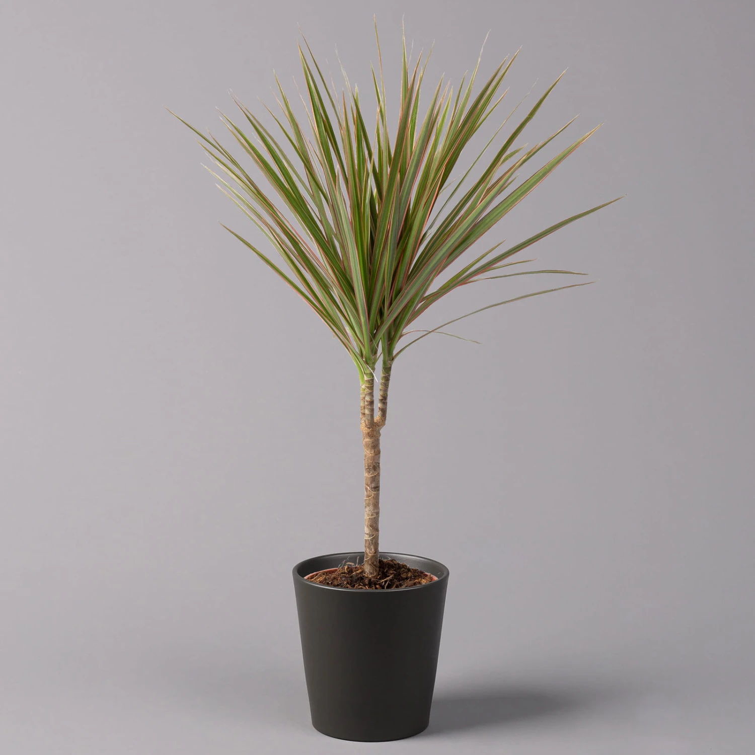 Drachenbaum 'Bicolor' Topf-Ø 13 Cm, Inkl. Keramiktopf Dallas Anthrazit, 3er-Set 4 Drachenbaum 'Bicolor' Topf-Ø 13 Cm, Inkl. Keramiktopf Dallas Anthrazit, 3er-Set – Bild 2