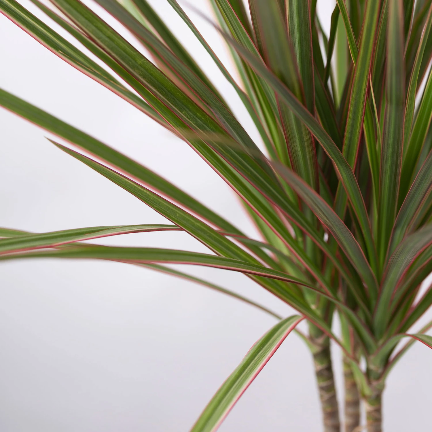 Drachenbaum 'Bicolor' Topf-Ø 13 Cm, Inkl. Keramiktopf Dallas Anthrazit, 3er-Set 7 Drachenbaum 'Bicolor' Topf-Ø 13 Cm, Inkl. Keramiktopf Dallas Anthrazit, 3er-Set – Bild 5