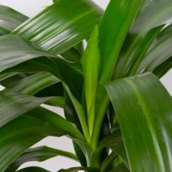 Duftender Drachenbaum 'Janet Craig', Topf-Ø 21 Cm, , Höhe Ca. 120 Cm -Gartenbedarf Geschäft 0221300009 Dracaena fr Janet Craig 21cm 2