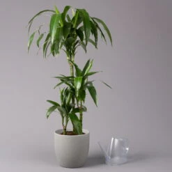 Duftender Drachenbaum 'Janet Craig', Topf-Ø 21 Cm, , Höhe Ca. 120 Cm -Gartenbedarf Geschäft 0221300009 Dracaena fr Janet Craig 21cm 3