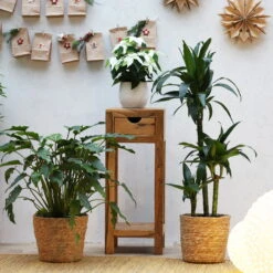 Duftender Drachenbaum 'Janet Craig', Topf-Ø 21 Cm, , Höhe Ca. 120 Cm -Gartenbedarf Geschäft 0221300009 Dracaena fr Janet Craig