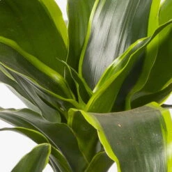 Duftender Drachenbaum 'Dorado', Topf-Ø 21 Cm, Höhe Ca. 100 Cm -Gartenbedarf Geschäft 0221300033 Dracaena frag Dorado Tuff 21cm 4