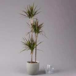 Gerandeter Drachenbaum 'Magenta', Topf-Ø 24 Cm, Höhe Ca. 150 Cm -Gartenbedarf Geschäft 0221400036 Dracaena marginata Magenta Tuff 24cm 3