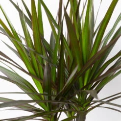 Gerandeter Drachenbaum 'Magenta', Topf-Ø 24 Cm, Höhe Ca. 150 Cm -Gartenbedarf Geschäft 0221400036 Dracaena marginata Magenta Tuff 24cm 4