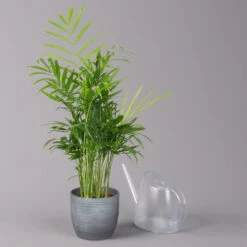 Bergpalme Mit Keramiktopf Bergamo Grau, Topf-Ø 12 Cm, Höhe Ca. 40 Cm -Gartenbedarf Geschäft 0222100039 Chamaedorea eleg in Uebertopf Bergamo grau 3