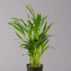 Goldfruchtpalme In Keramiktopf Anthrazit, Topf-Ø 13 Cm, H: Ca. 20-30 Cm, 3er-Set -Gartenbedarf Geschäft 0222200027 Dypsis lutes Dallas anthrazit 3er Set 22