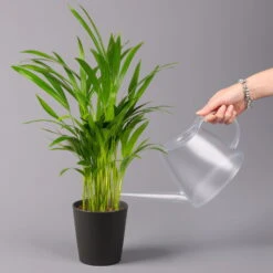 Goldfruchtpalme In Keramiktopf Anthrazit, Topf-Ø 13 Cm, H: Ca. 20-30 Cm, 3er-Set -Gartenbedarf Geschäft 0222200027 Dypsis lutes Dallas anthrazit 3er Set 32