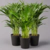 Goldfruchtpalme In Keramiktopf Anthrazit, Topf-Ø 13 Cm, H: Ca. 20-30 Cm, 3er-Set -Gartenbedarf Geschäft 0222200027 Dypsis lutes Dallas anthrazit 3er Set2