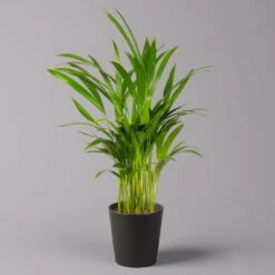 Goldfruchtpalme In Keramiktopf Anthrazit, Topf-Ø 13 Cm, H: Ca. 20-30 Cm, 2er-Set -Gartenbedarf Geschäft 0222200035 Dypsis lutes Dallas anthrazit 3er Set 1