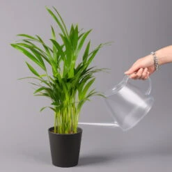 Goldfruchtpalme In Keramiktopf Anthrazit, Topf-Ø 13 Cm, H: Ca. 20-30 Cm, 2er-Set -Gartenbedarf Geschäft 0222200035 Dypsis lutes Dallas anthrazit 3er Set 3