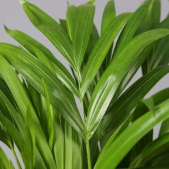 Goldfruchtpalme In Keramiktopf Anthrazit, Topf-Ø 13 Cm, H: Ca. 20-30 Cm, 2er-Set -Gartenbedarf Geschäft 0222200035 Dypsis lutes Dallas anthrazit 3er Set 4