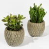 Sukkulenten In Dekotopf 'Marrakesh', Topf-Ø 9 Cm, 2er-Set -Gartenbedarf Geschäft 0225200555 Sukkulenten Marrakesh