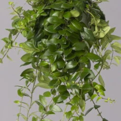 Schamblume 'Red Star', In Blumenampel, Topf-Ø 14 Cm -Gartenbedarf Geschäft 0230100144 Aeschynanthus Red Star 14cm 2 115555