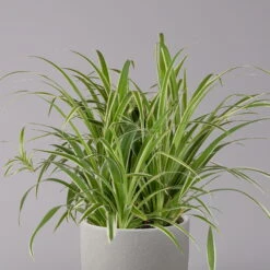 Grünlilie In Blumenampel, Topf-Ø 21 Cm -Gartenbedarf Geschäft 0230200785 Chlorophytum Comosum Variegata Ampel 3