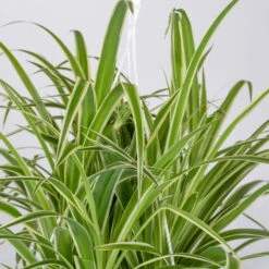 Grünlilie In Blumenampel, Topf-Ø 21 Cm -Gartenbedarf Geschäft 0230200785 Chlorophytum Comosum Variegata Ampel 4