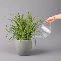 Grünlilie In Blumenampel, Topf-Ø 21 Cm -Gartenbedarf Geschäft 0230200785 Chlorophytum Comosum Variegata Ampel 5