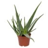 Aloe Vera, Topf-Ø 21 Cm Höhe Ca. 60 Cm 2 Aloe Vera, Topf-Ø 21 Cm Höhe Ca. 60 Cm -Gartenbedarf Geschäft 0250102126 Aloe vera 21 cm T. H 60cm