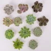 Schnittecheverien-Mix, Ø 5 Cm, 12er-Set -Gartenbedarf Geschäft 0250103006 Schnittecheverien 12er Set WS 1