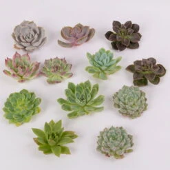 Schnittecheverien-Mix, Ø 5 Cm, 12er-Set -Gartenbedarf Geschäft 0250103006 Schnittecheverien 12er Set WS 2