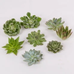 Schnittecheverien-Mix, Ø 8 Cm, 8er-Set -Gartenbedarf Geschäft 0250103007 Schnittecheverien 8er Set WS 2