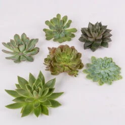 Schnittecheverien-Mix, Ø 10 Cm, 6er-Set -Gartenbedarf Geschäft 0250103008 Schnittecheverien 6er Set WS 2