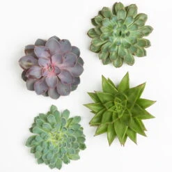 Schnittecheverien-Mix, Ø 12 Cm, 4er-Set 12 Schnittecheverien-Mix, Ø 12 Cm, 4er-Set -Gartenbedarf Geschäft 0250103009 Schnittecheverien 4er Set 12 cm WS 2