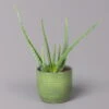 Aloe Vera In Keramiktopf Bergamo Grün, Topf-Ø 12 Cm, Höhe Ca. 35 Cm 2 Aloe Vera In Keramiktopf Bergamo Grün, Topf-Ø 12 Cm, Höhe Ca. 35 Cm -Gartenbedarf Geschäft 0250103274 Aloe vera in uebertopf Bergamo gruen 12cmT H35cm 5 121027
