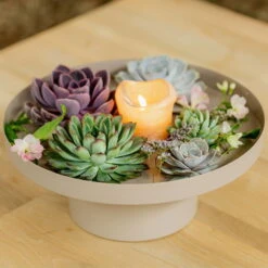 Schnittecheverien-Mix, Ø 10 Cm, 6er-Set -Gartenbedarf Geschäft 0250103364 Echeveria Mix 7 10cm in DIY Box 4 117171 1