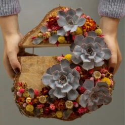 Schnittecheverien-Mix, Ø 10 Cm, 6er-Set -Gartenbedarf Geschäft 0250103364 Echeveria Mix 7 10cm in DIY Box 6 117174 1