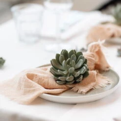 Schnitt-Echeveria Mix, 5 Stück In DIY Box, 7-10 Cm Ø 13 Schnitt-Echeveria Mix, 5 Stück In DIY Box, 7-10 Cm Ø -Gartenbedarf Geschäft 0250103364 Echeveria Mix 7 10cm in DIY Box 7 117173 4