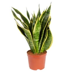 Bogenhanf 'Futura Superba', Topf-Ø 14 Cm, Höhe Ca. 45 Cm -Gartenbedarf Geschäft 0250200142 Sansevieria Superba 14 cm Topf Hoehe 45 cm