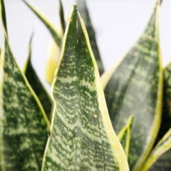 Bogenhanf 'Futura Superba', Topf-Ø 14 Cm, Höhe Ca. 45 Cm -Gartenbedarf Geschäft 0250200142 Sansevieria Superba