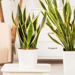 Bogenhanf 'Futura Superba', Topf-Ø 14 Cm, Höhe Ca. 45 Cm -Gartenbedarf Geschäft 0250200142 Sansevieria Superba1