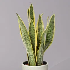 Bogenhanf In Keramiktopf Lauren Grün, Topf-Ø 12 Cm, Höhe Ca. 45 Cm -Gartenbedarf Geschäft 0250200784 Sansevieria mit Uebertopf Lauren gruen 2