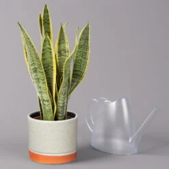 Bogenhanf In Keramiktopf Lauren Grün, Topf-Ø 12 Cm, Höhe Ca. 45 Cm -Gartenbedarf Geschäft 0250200784 Sansevieria mit Uebertopf Lauren gruen 3