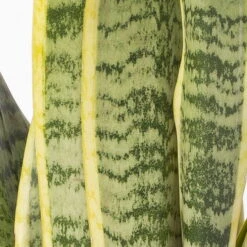 Bogenhanf In Keramiktopf Lauren Grün, Topf-Ø 12 Cm, Höhe Ca. 45 Cm -Gartenbedarf Geschäft 0250200784 Sansevieria mit Uebertopf Lauren gruen 4