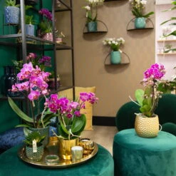 Phalaenopsis, Lilatöne, 2 Rispen, Topf-Ø 9 Cm, Höhe Ca. 30 Cm -Gartenbedarf Geschäft 0290100040 0290100041