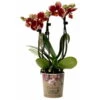Phalaenopsis, Gesprenkelte Sorten, 3 Rispen, Topf-Ø 9 Cm, Höhe Ca. 30 Cm -Gartenbedarf Geschäft 0290100047 Phalaenopsis 3Rispen gesprenkelt 9cm Topf Hoehe 30cm