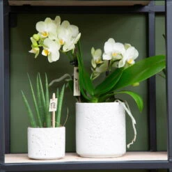 Phalaenopsis, Weißtöne, 2 Rispen, Topf-Ø 9cm, Mit Keramikübertopf, Höhe Ca. 30cm -Gartenbedarf Geschäft 0290100060