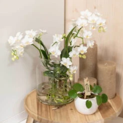 Phalaenopsis, Weißtöne, 2 Rispen, Topf-Ø 9cm, Mit Keramikübertopf, Höhe Ca. 30cm -Gartenbedarf Geschäft 0290100060 3