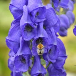 Schattenstauden Set, 18 Pflanzen Für 3 M², Bunt -Gartenbedarf Geschäft 0310100016 Aconitum napellus tk 122491