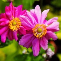 Schattenstauden Set, 18 Pflanzen Für 3 M², Bunt -Gartenbedarf Geschäft 0310100044 anemone japonica Prinz Heinrich tk 122490