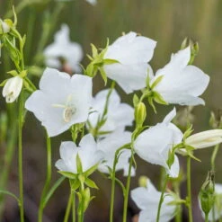 Schattenstauden Set, 18 Pflanzen Für 3 M², Bunt -Gartenbedarf Geschäft 0310100128 campanula grandiflora 122683